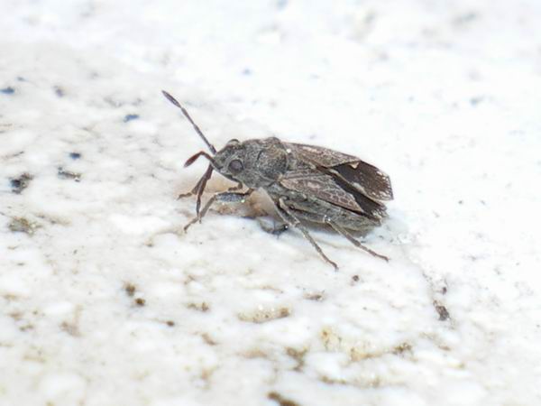 Lygaeidae: Lygaeosoma sardeum